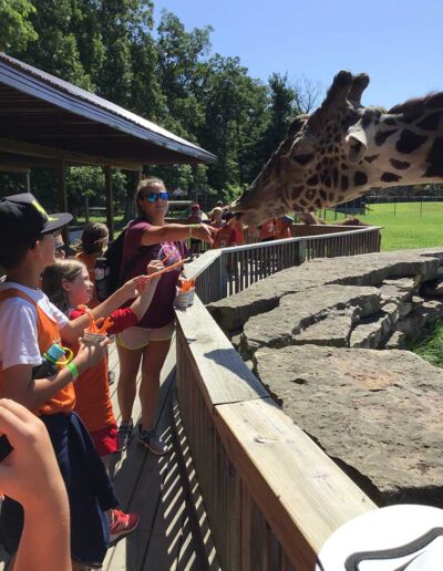 Kids feeding a giraffe a carrot