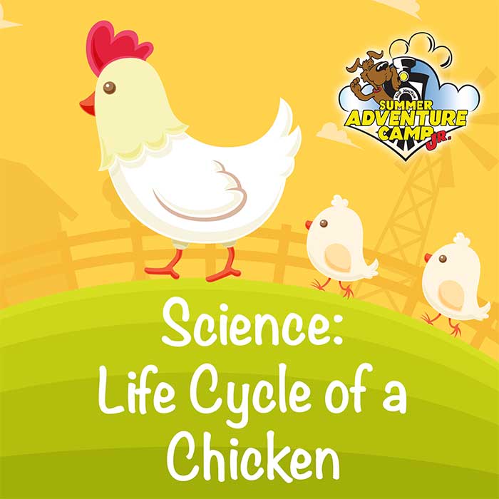 Life Cycle of a Chicken