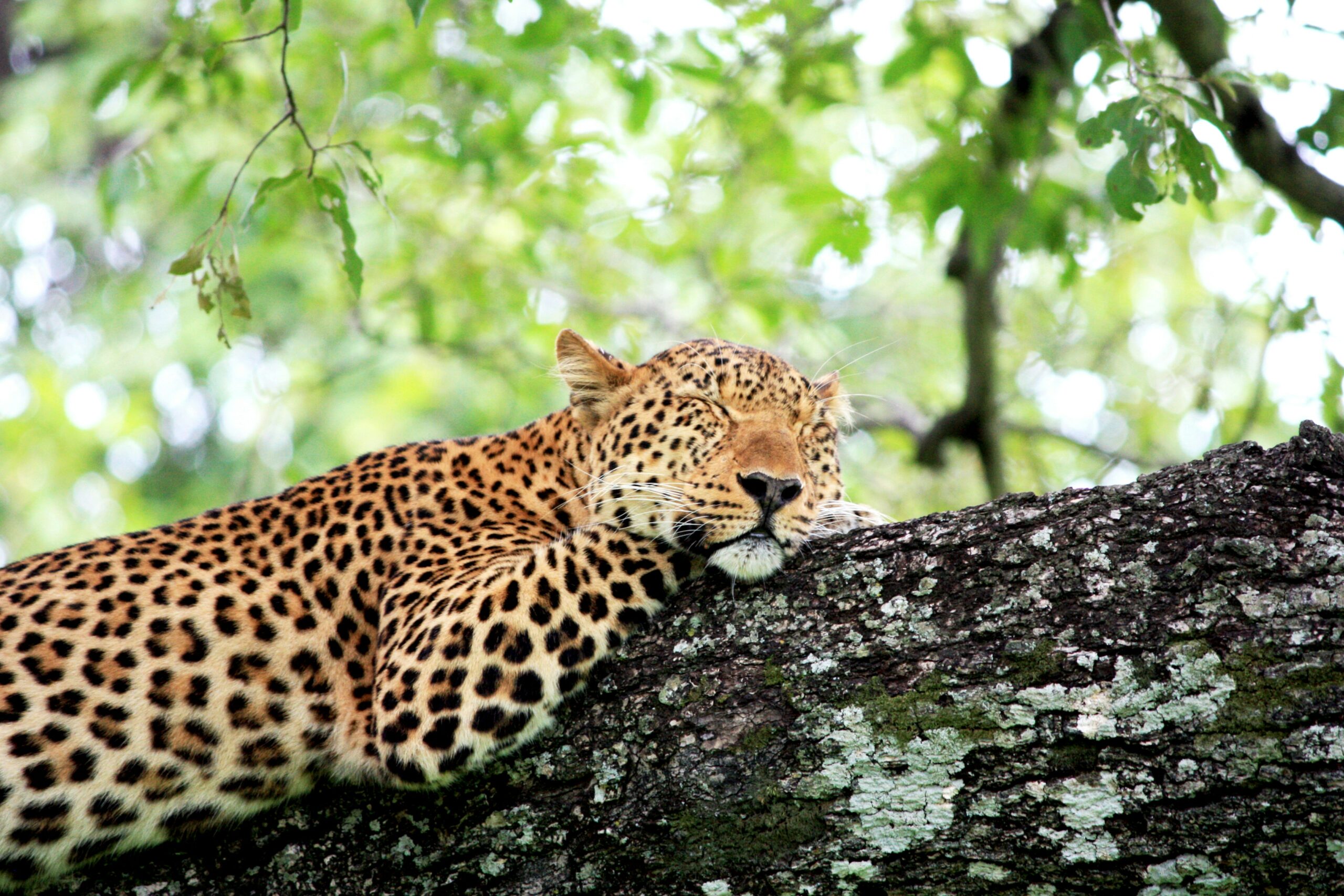 A picture of a cheetah sleeping on a tree branch.