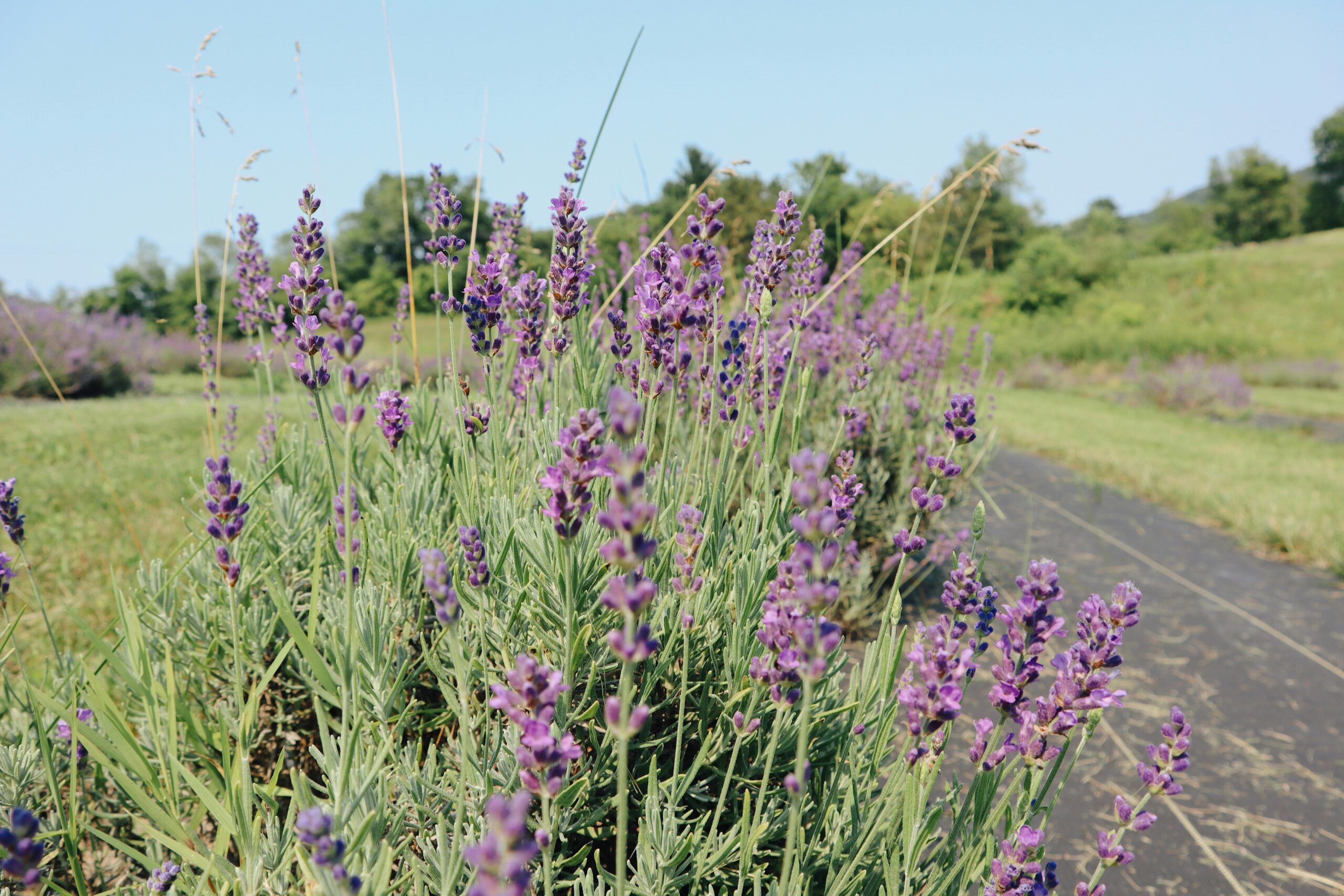 A close-up picture of a lavender bush in Baraboo Wisconsin.