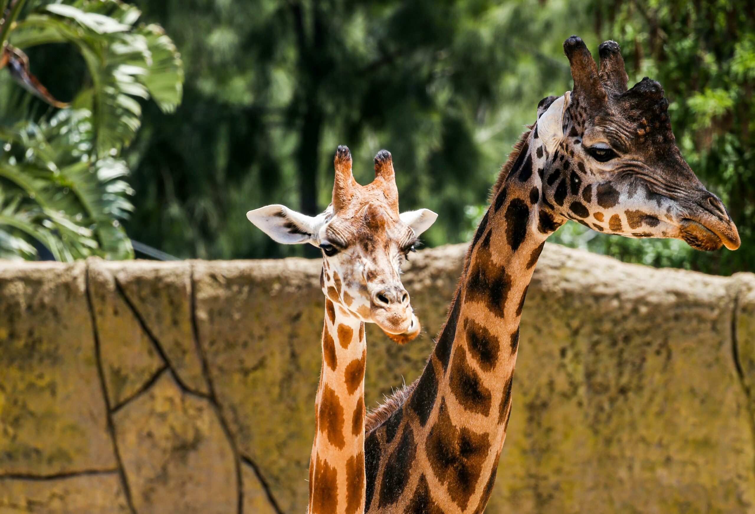 A picture of a giraffe next to a large cement wall in a zoo enclosure.