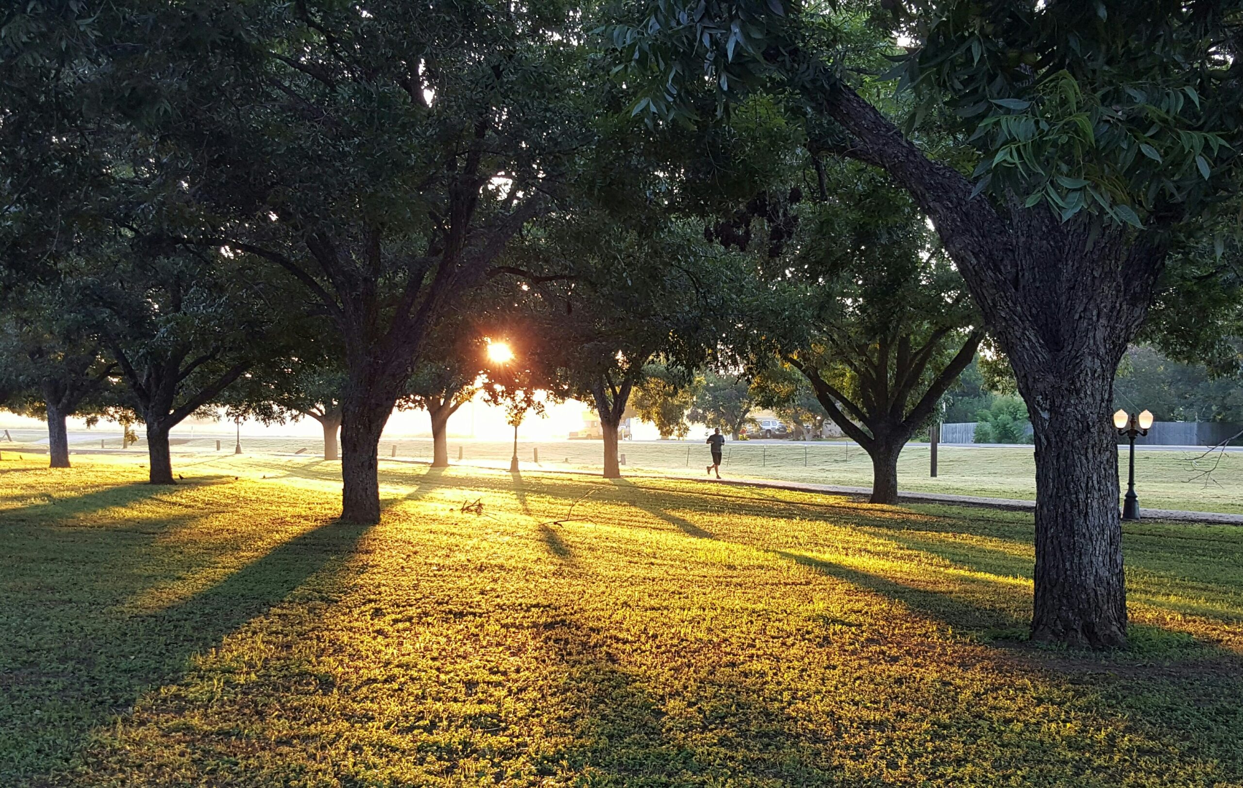 A picture of trees in a grassy field with the sun shining through the trees.