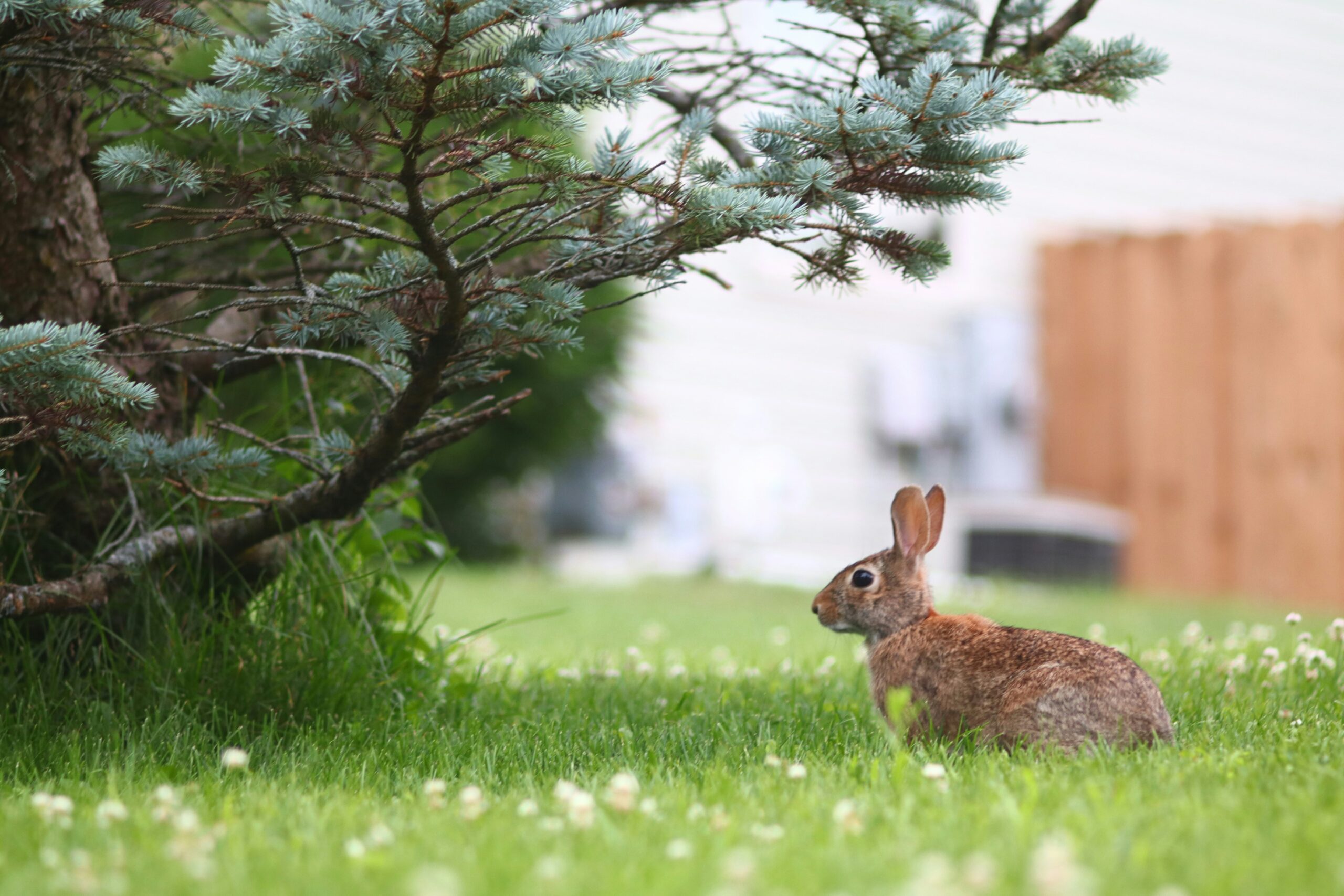 A picture of a bunny in a field of grass and flowers sitting beneath a spruce tree.