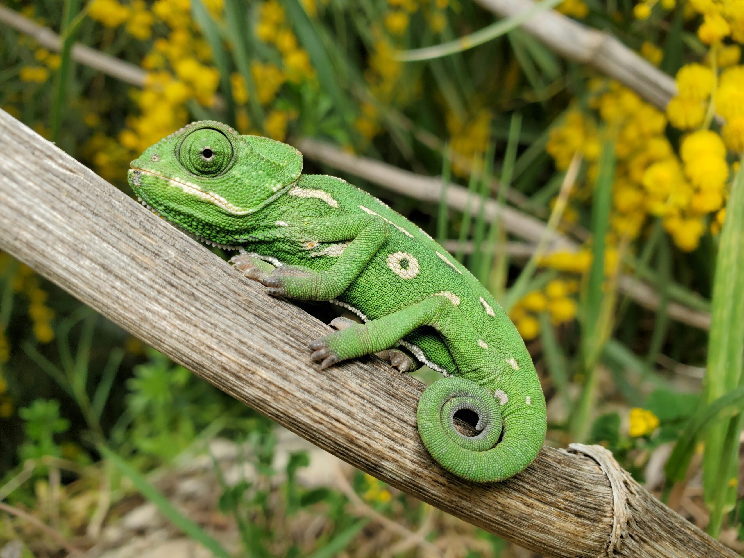 A picture of a chameleon sitting- on a branch.