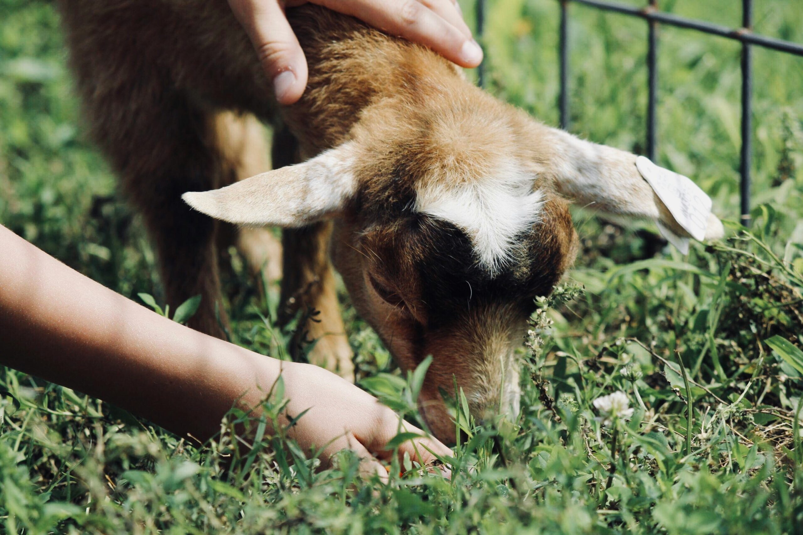 A picture of a goat at a petting zoo.